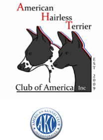 American Hairless Terrier Club of America