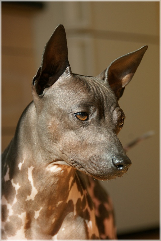 American hairless rat sales terrier